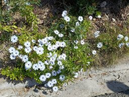 TREKKING ISOLA D'ELBA - Aprile 2026